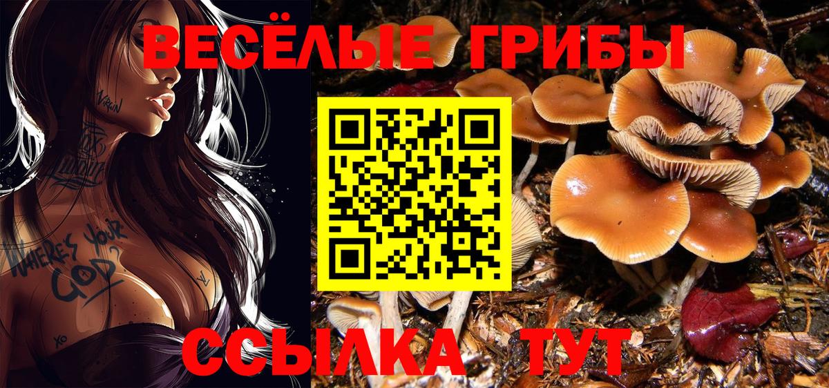 Галлюциногенные грибы Cubensis  Псилоцибиновые грибы GOLDEN TEACHER  Тимашёвск  где купить   Вход с VPN 